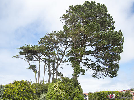 Árbol Saliente.