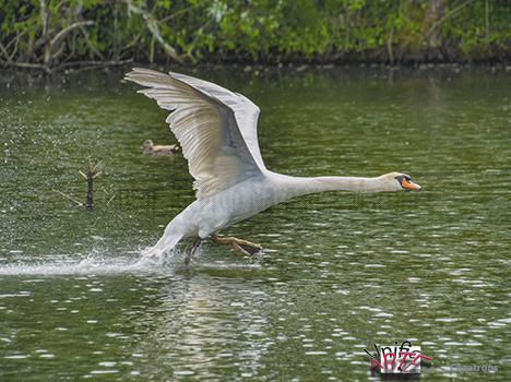 Cisne corriendo.