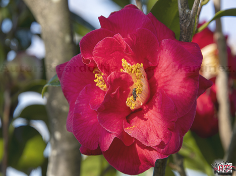 Camelia japonica.