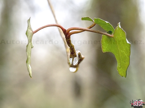 Hoja gota.