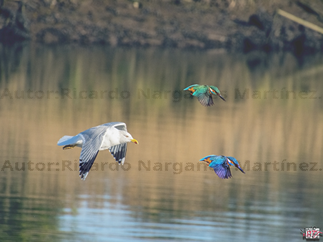 Tres pájaros de un tiro.