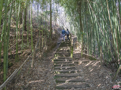 Camino bambú.