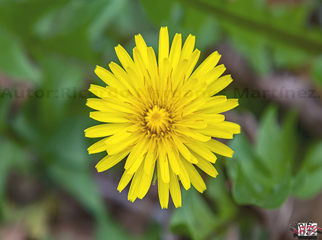 Diente de león sol