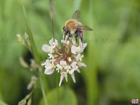 Abeja Nectar.