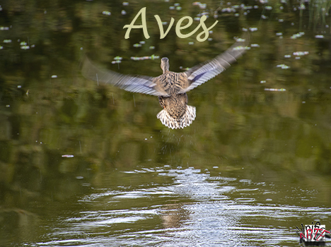 Aves